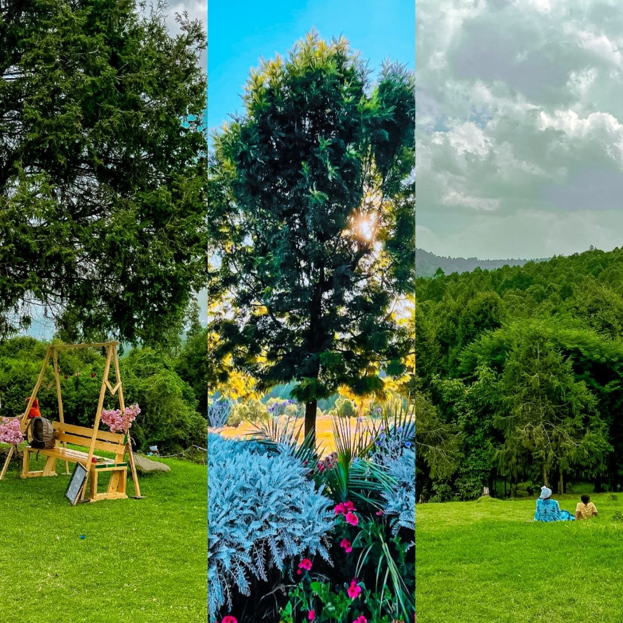 Place for photoshoot - Gullele Botanic Garden  view 4