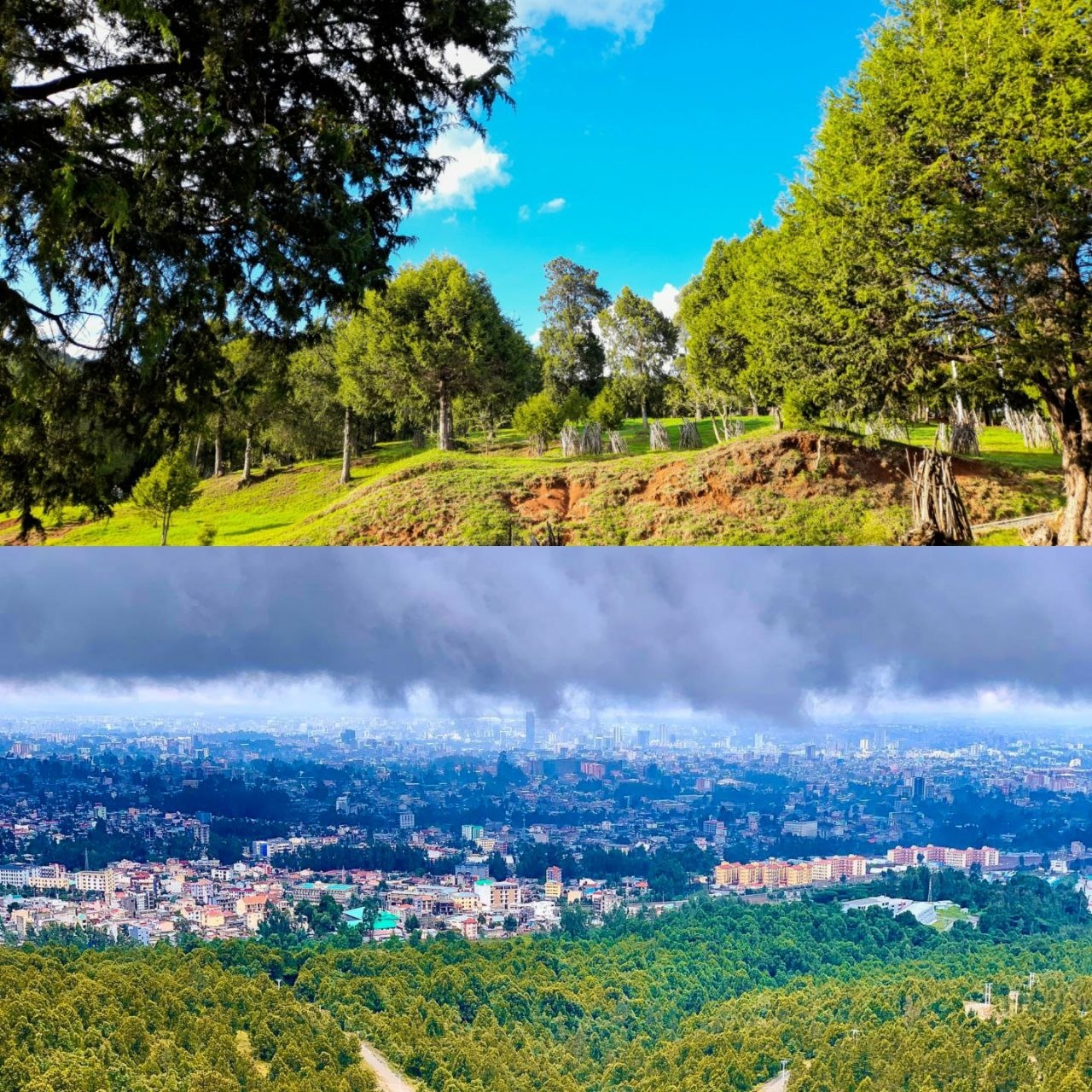 Place for photoshoot - Gullele Botanic Garden  view 3