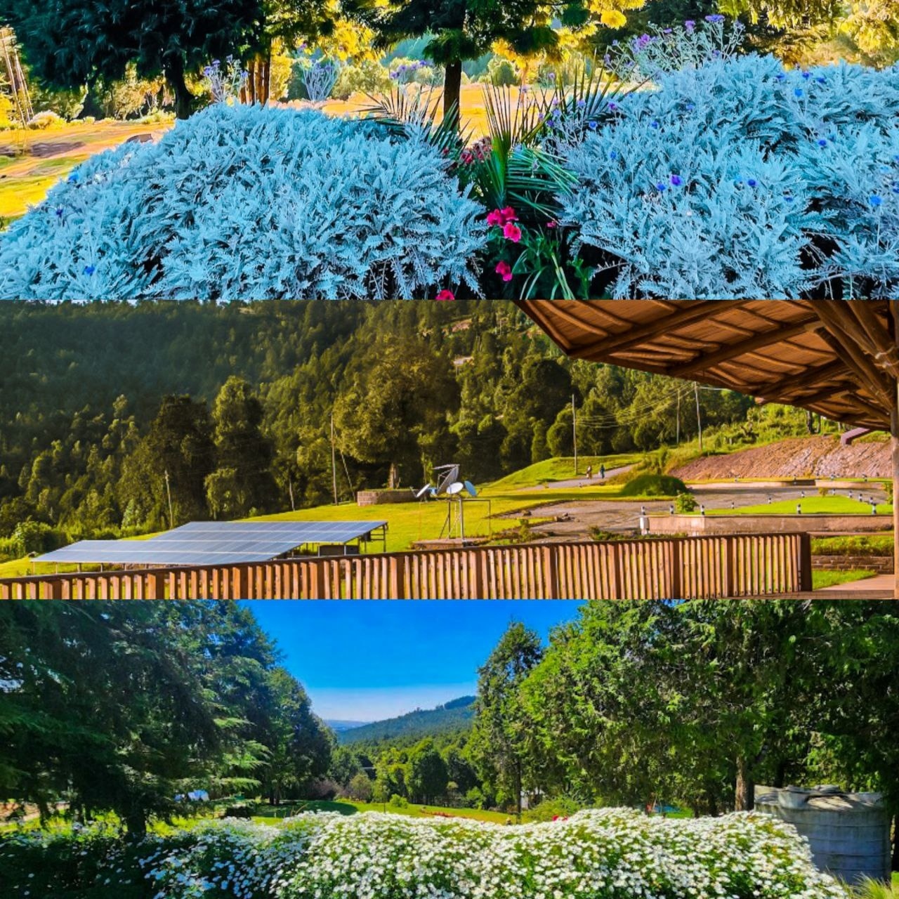 Place for photoshoot - Gullele Botanic Garden  view 6