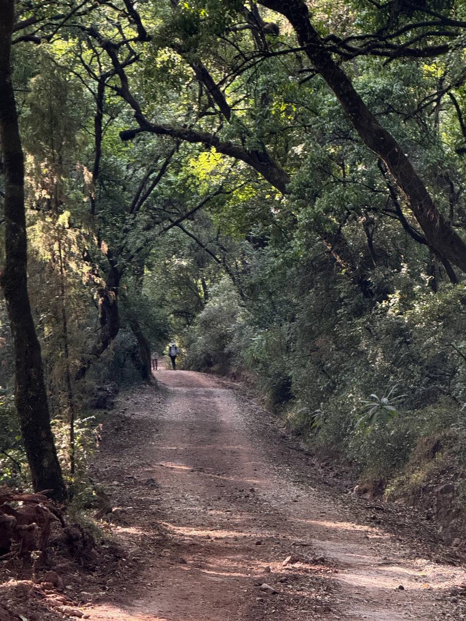 Hiking Is Cheaper Therapy: An Epic Day at Mount Mogle with the Ethiopian Hiking Community  view 4
